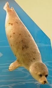 Image result for Pagophilus groenlandicus