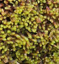 Attēlu rezultāti vaicājumam “Nardia geoscyphus”