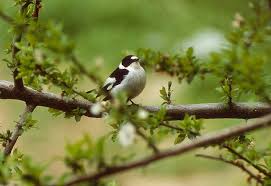 Image result for Ficedula albicollis