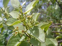 Attēlu rezultāti vaicājumam “Santalaceae”