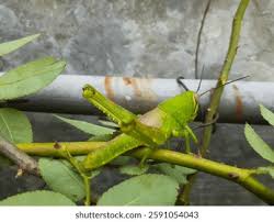 Attēlu rezultāti vaicājumam “Omocestus viridulus”