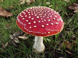 Attēlu rezultāti vaicājumam “Amanita muscaria”