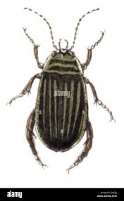 Attēlu rezultāti vaicājumam “Acilius sulcatus female”