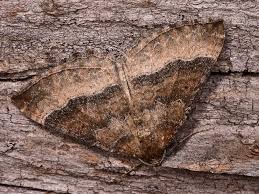 Attēlu rezultāti vaicājumam “Larentia clavaria”