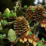 Attēlu rezultāti vaicājumam “Larix kaempferi fruit”