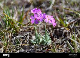 Attēlu rezultāti vaicājumam “Primula farinosa flower”