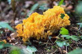 Attēlu rezultāti vaicājumam “Ramaria flava”