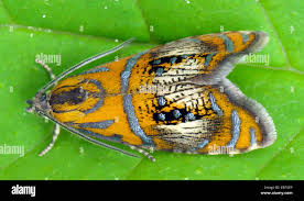 Attēlu rezultāti vaicājumam “Olethreutes arcuella”