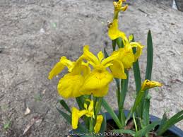 Attēlu rezultāti vaicājumam “Iris pseudacorus fruit”