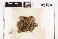 Attēlu rezultāti vaicājumam “Pohlia wahlenbergii var. calcarea”