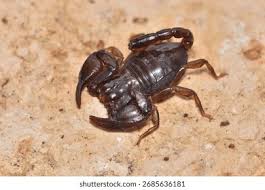 Attēlu rezultāti vaicājumam “Diachromus germanus”