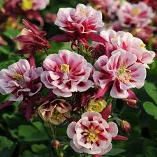 Image result for Aquilegia