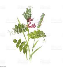 Attēlu rezultāti vaicājumam “Vicia sepium flower”