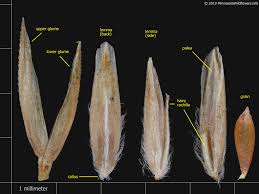 Attēlu rezultāti vaicājumam “Poa nemoralis”