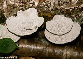 Attēlu rezultāti vaicājumam “Daedaleopsis confragosa”