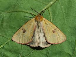 Attēlu rezultāti vaicājumam “Diacrisia sannio male”