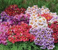 Image result for Schizanthus