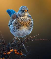 Attēlu rezultāti vaicājumam “Turdus pilaris adult”