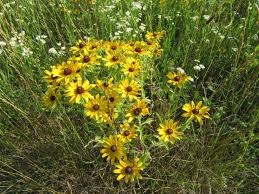 Attēlu rezultāti vaicājumam “Rudbeckia hirta var. pulcherrima”