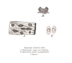 Attēlu rezultāti vaicājumam “Xylographa paralella”