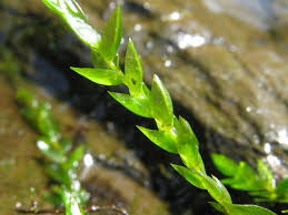 Attēlu rezultāti vaicājumam “Fontinalis antipyretica”