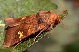 Attēlu rezultāti vaicājumam “Amphipoea”