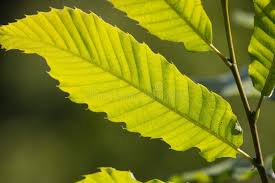 Attēlu rezultāti vaicājumam “Castanea sativa  leaf”