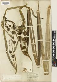 Attēlu rezultāti vaicājumam “Sparganium neglectum”