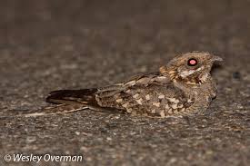 Image result for Caprimulgus ruficollis