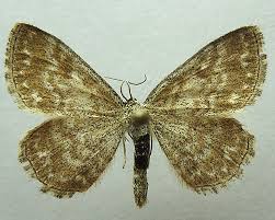 Attēlu rezultāti vaicājumam “Scopula immorata”