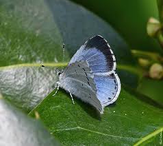 Attēlu rezultāti vaicājumam “Celastrina argiolus female”