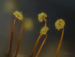 Attēlu rezultāti vaicājumam “Physarum murinum stalked”