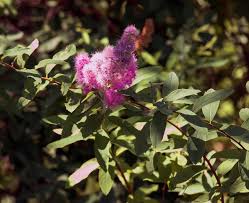 Attēlu rezultāti vaicājumam “Spiraea salicifolia”
