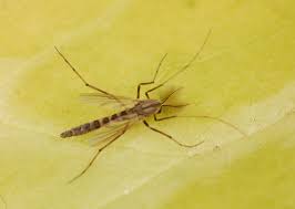 Attēlu rezultāti vaicājumam “Chironomidae”