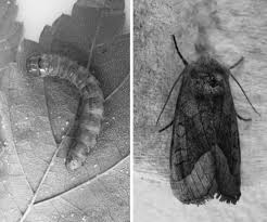 Attēlu rezultāti vaicājumam “Hydraecia micacea”