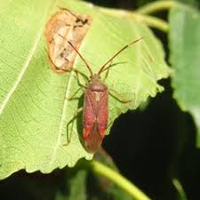 Attēlu rezultāti vaicājumam “Pantilius tunicatus”