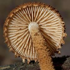 Attēlu rezultāti vaicājumam “Pholiota heteroclita”