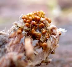 Attēlu rezultāti vaicājumam “Metatrichia vesparia”