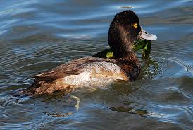 Image result for Aythya affinis