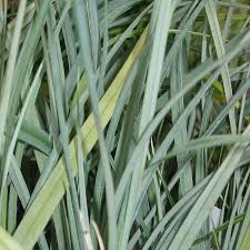 Attēlu rezultāti vaicājumam “Carex panicea”