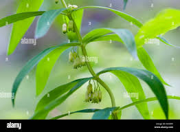 Attēlu rezultāti vaicājumam “Polygonatum verticillatum leaf”