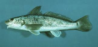 Image result for Menticirrhus americanus