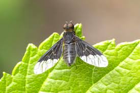 Attēlu rezultāti vaicājumam “Hemipenthes morio”