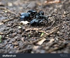 Attēlu rezultāti vaicājumam “Silpha obscura larva”