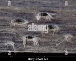 Attēlu rezultāti vaicājumam “Xylographa paralella”