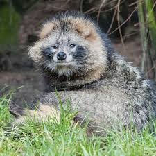 Attēlu rezultāti vaicājumam “Nyctereutes procyonoides”