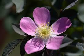 Attēlu rezultāti vaicājumam “Rosa glabrifolia”