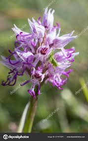 Attēlu rezultāti vaicājumam “Orchis militaris flower”