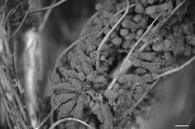 Attēlu rezultāti vaicājumam “Symphytocarpus flaccidus stalked”