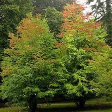 Attēlu rezultāti vaicājumam “Enkianthus chinensis leaf”